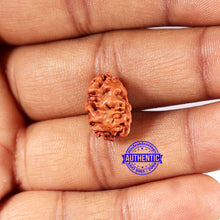 Load image into Gallery viewer, 2 Mukhi Rudraksha from Indonesia - Bead No. 189
