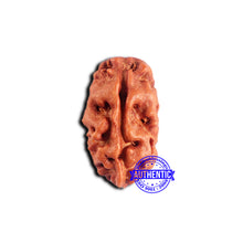 Load image into Gallery viewer, 2 Mukhi Rudraksha from Indonesia - Bead No. 189
