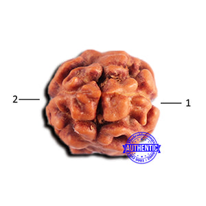 2 Mukhi Rudraksha from Indonesia - Bead No. 190