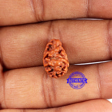 Load image into Gallery viewer, 2 Mukhi Rudraksha from Indonesia - Bead No. 190
