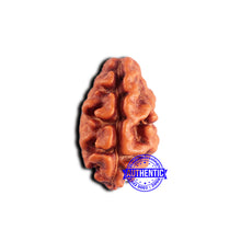 Load image into Gallery viewer, 2 Mukhi Rudraksha from Indonesia - Bead No. 190
