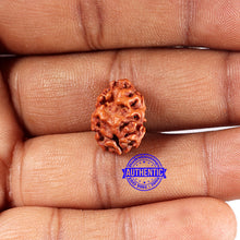 Load image into Gallery viewer, 2 Mukhi Rudraksha from Indonesia - Bead No. 191
