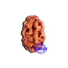 Load image into Gallery viewer, 2 Mukhi Rudraksha from Indonesia - Bead No. 191
