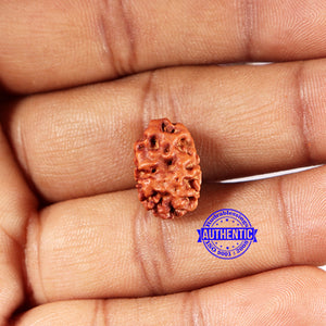 2 Mukhi Rudraksha from Indonesia - Bead No. 193