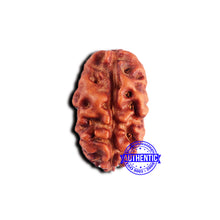 Load image into Gallery viewer, 2 Mukhi Rudraksha from Indonesia - Bead No. 193
