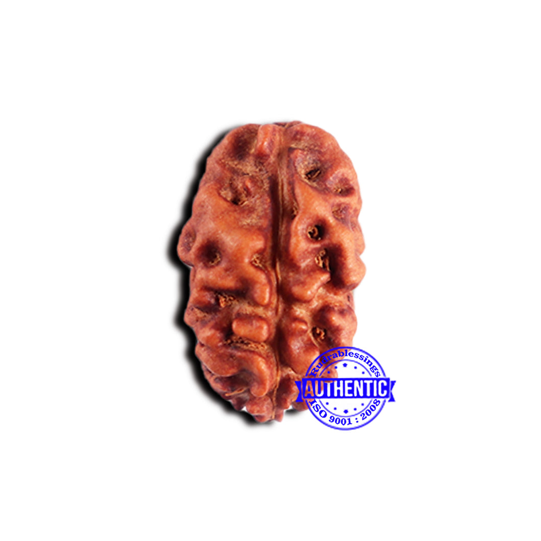 2 Mukhi Rudraksha from Indonesia - Bead No. 193