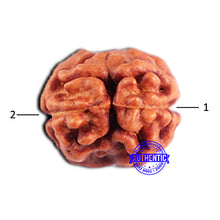 Load image into Gallery viewer, 2 Mukhi Rudraksha from Indonesia - Bead No. 194
