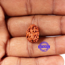 Load image into Gallery viewer, 2 Mukhi Rudraksha from Indonesia - Bead No. 194
