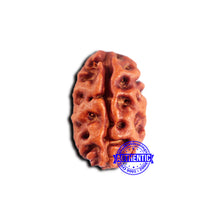 Load image into Gallery viewer, 2 Mukhi Rudraksha from Indonesia - Bead No. 194
