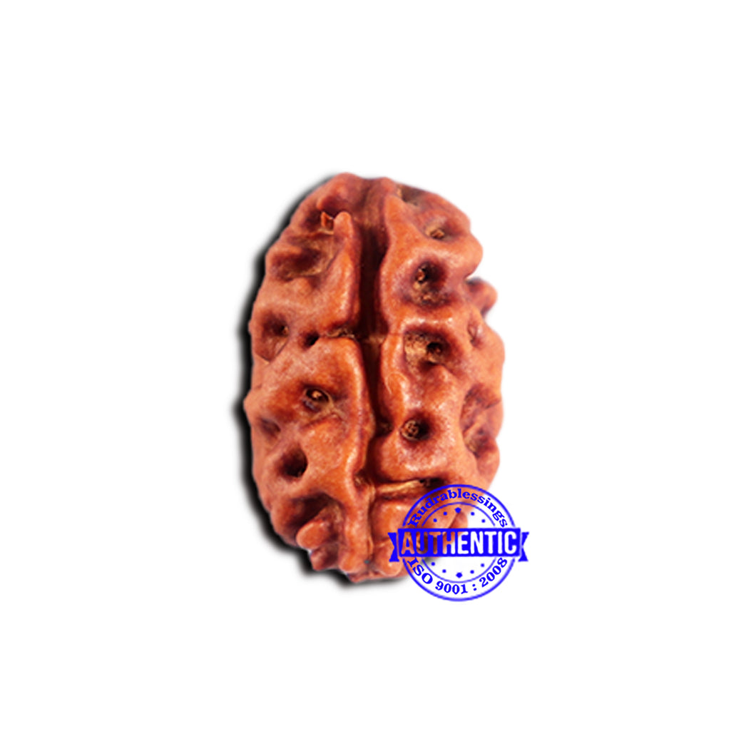 2 Mukhi Rudraksha from Indonesia - Bead No. 194