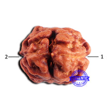 Load image into Gallery viewer, 2 Mukhi Rudraksha from Indonesia - Bead No. 195
