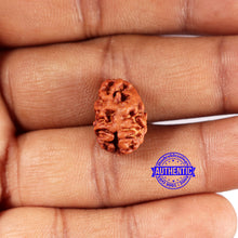 Load image into Gallery viewer, 2 Mukhi Rudraksha from Indonesia - Bead No. 195
