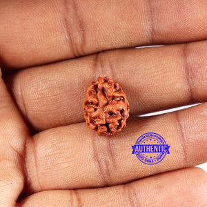 2 Mukhi Rudraksha from Indonesia - Bead No. 196