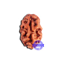 Load image into Gallery viewer, 2 Mukhi Rudraksha from Indonesia - Bead No. 196
