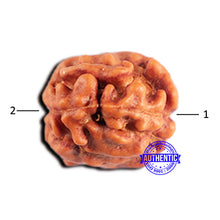 Load image into Gallery viewer, 2 Mukhi Rudraksha from Indonesia - Bead No. 197
