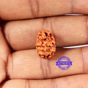 2 Mukhi Rudraksha from Indonesia - Bead No. 197