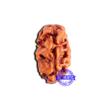 Load image into Gallery viewer, 2 Mukhi Rudraksha from Indonesia - Bead No. 197
