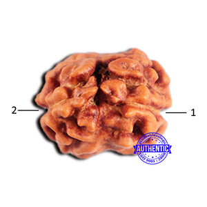 2 Mukhi Rudraksha from Indonesia - Bead No. 198