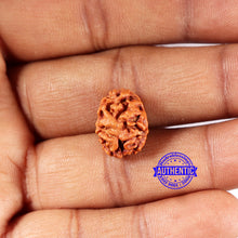 Load image into Gallery viewer, 2 Mukhi Rudraksha from Indonesia - Bead No. 198
