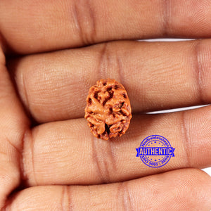 2 Mukhi Rudraksha from Indonesia - Bead No. 198