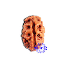 Load image into Gallery viewer, 2 Mukhi Rudraksha from Indonesia - Bead No. 198
