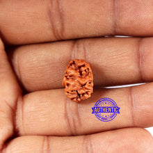 Load image into Gallery viewer, 2 Mukhi Rudraksha from Indonesia - Bead No. 200
