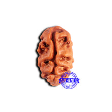 Load image into Gallery viewer, 2 Mukhi Rudraksha from Indonesia - Bead No. 200
