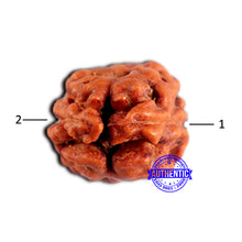 Load image into Gallery viewer, 2 Mukhi Rudraksha from Indonesia - Bead No.201
