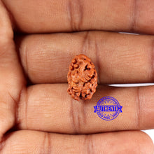 Load image into Gallery viewer, 2 Mukhi Rudraksha from Indonesia - Bead No.201
