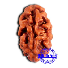 Load image into Gallery viewer, 2 Mukhi Rudraksha from Indonesia - Bead No.201
