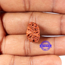 Load image into Gallery viewer, 2 Mukhi Rudraksha from Indonesia - Bead No. 202
