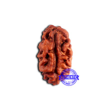 Load image into Gallery viewer, 2 Mukhi Rudraksha from Indonesia - Bead No. 202
