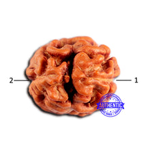 Load image into Gallery viewer, 2 Mukhi Rudraksha from Indonesia - Bead No. 203
