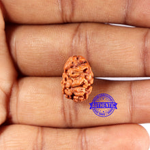 Load image into Gallery viewer, 2 Mukhi Rudraksha from Indonesia - Bead No. 203
