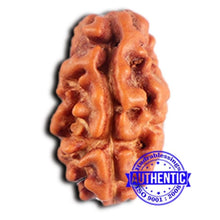 Load image into Gallery viewer, 2 Mukhi Rudraksha from Indonesia - Bead No. 203
