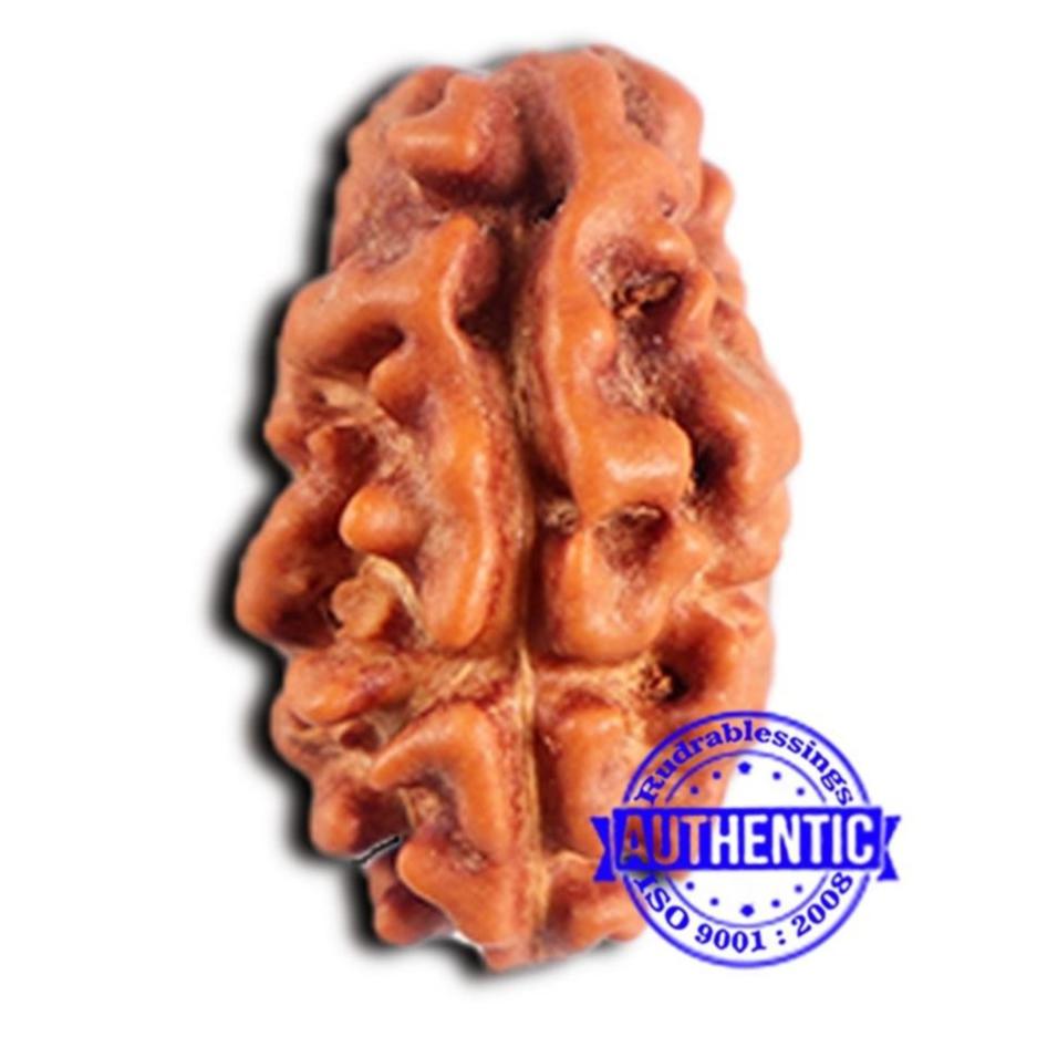 2 Mukhi Rudraksha from Indonesia - Bead No. 203