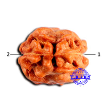 Load image into Gallery viewer, 2 Mukhi Rudraksha from Indonesia - Bead No. 204
