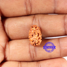 Load image into Gallery viewer, 2 Mukhi Rudraksha from Indonesia - Bead No. 204
