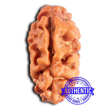 Load image into Gallery viewer, 2 Mukhi Rudraksha from Indonesia - Bead No. 204
