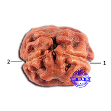 Load image into Gallery viewer, 2 Mukhi Rudraksha from Indonesia - Bead No. 205
