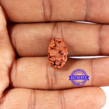 Load image into Gallery viewer, 2 Mukhi Rudraksha from Indonesia - Bead No. 205
