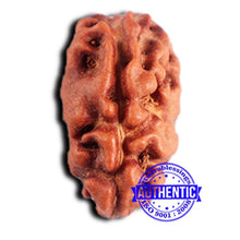 Load image into Gallery viewer, 2 Mukhi Rudraksha from Indonesia - Bead No. 205
