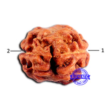 Load image into Gallery viewer, 2 Mukhi Rudraksha from Indonesia - Bead No. 206
