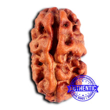 Load image into Gallery viewer, 2 Mukhi Rudraksha from Indonesia - Bead No. 206
