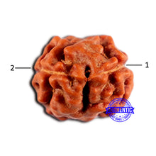 Load image into Gallery viewer, 2 Mukhi Rudraksha from Indonesia - Bead No. 208
