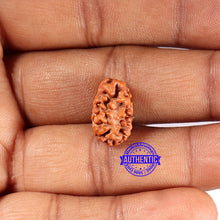 Load image into Gallery viewer, 2 Mukhi Rudraksha from Indonesia - Bead No. 208
