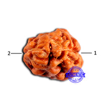 Load image into Gallery viewer, 2 Mukhi Rudraksha from Indonesia - Bead No. 209
