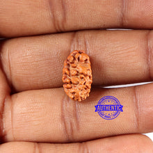 Load image into Gallery viewer, 2 Mukhi Rudraksha from Indonesia - Bead No. 209
