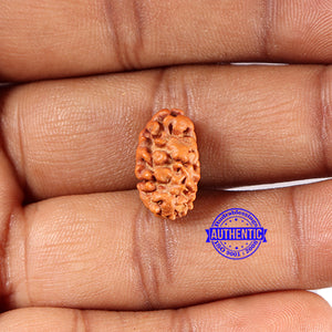 2 Mukhi Rudraksha from Indonesia - Bead No. 209