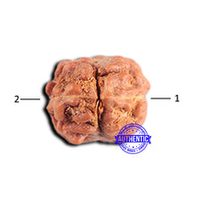 Load image into Gallery viewer, 2 Mukhi Rudraksha from Indonesia - Bead No. 210
